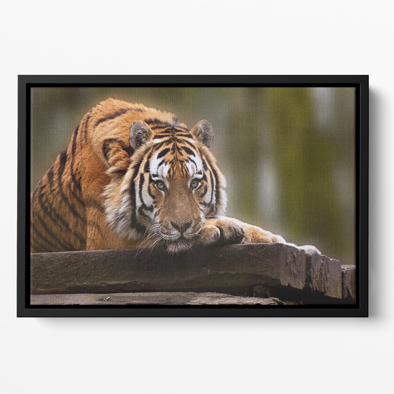 Stunning tiger relaxing Floating Framed Canvas - Canvas Art Rocks - 2