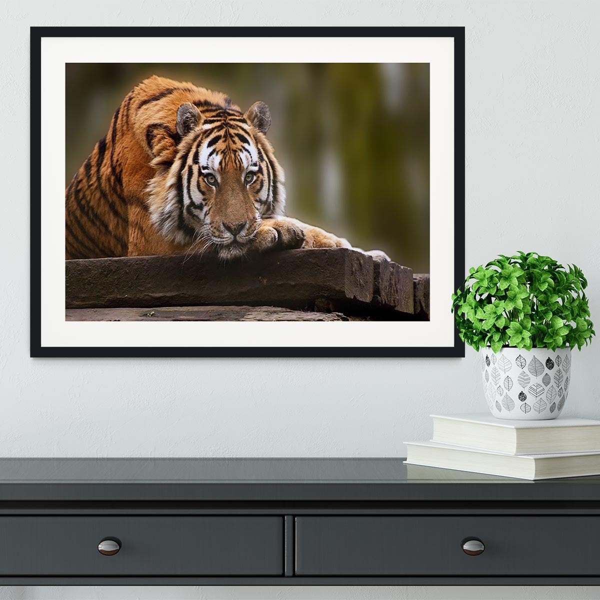 Stunning tiger relaxing Framed Print - Canvas Art Rocks - 1