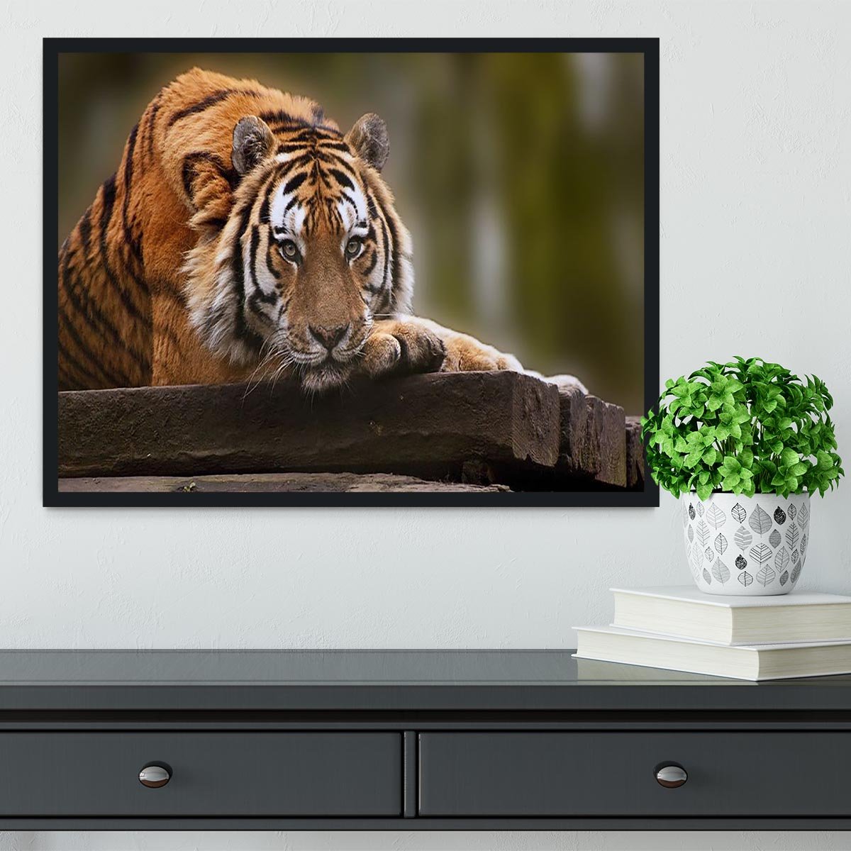 Stunning tiger relaxing Framed Print - Canvas Art Rocks - 2