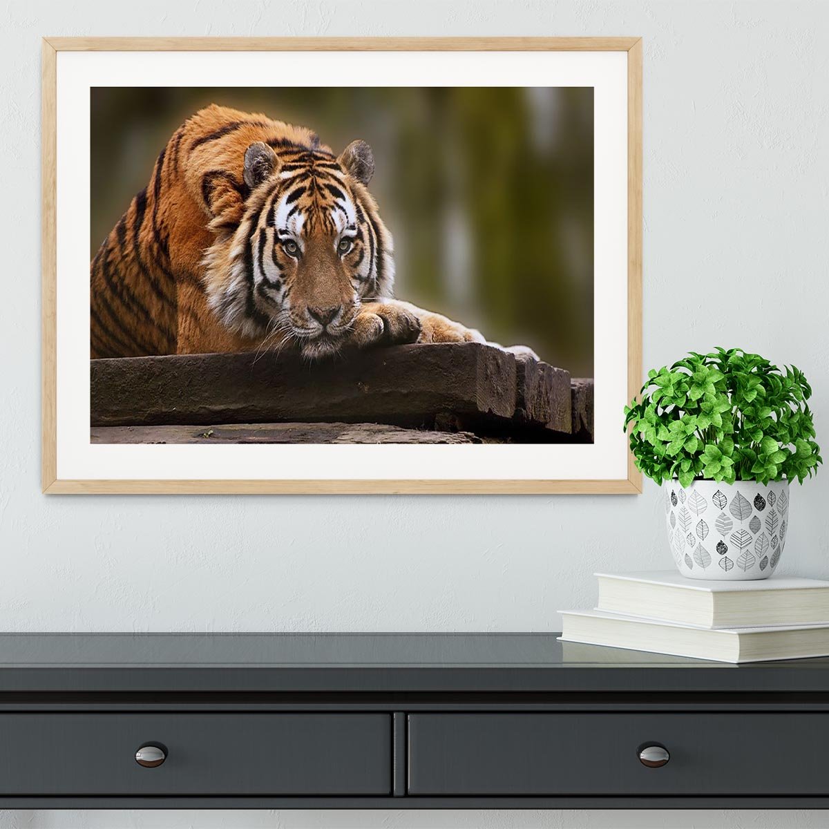 Stunning tiger relaxing Framed Print - Canvas Art Rocks - 3