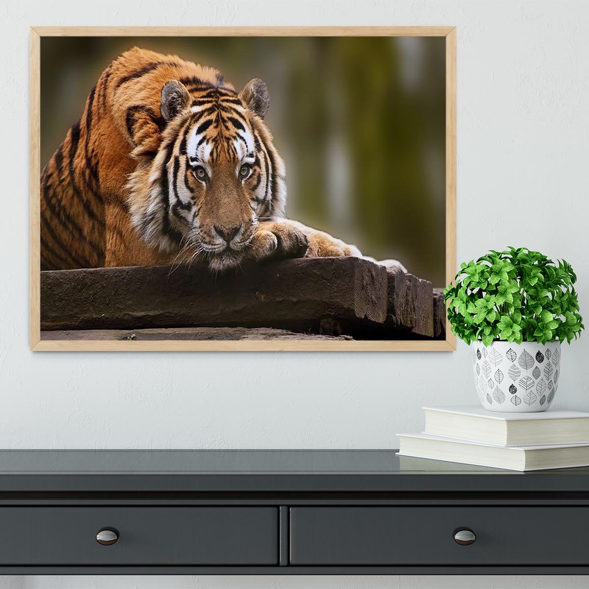 Stunning tiger relaxing Framed Print - Canvas Art Rocks - 4