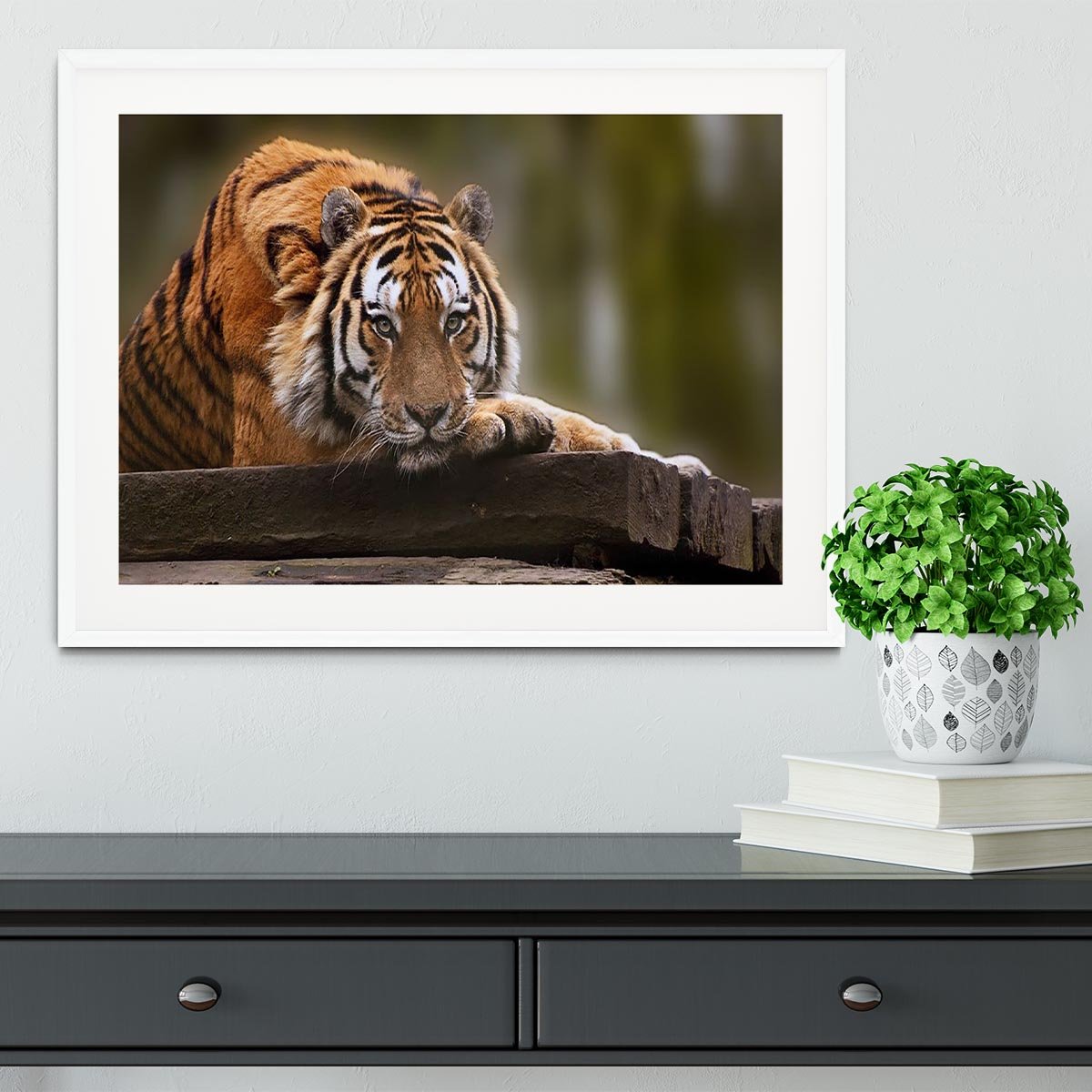 Stunning tiger relaxing Framed Print - Canvas Art Rocks - 5
