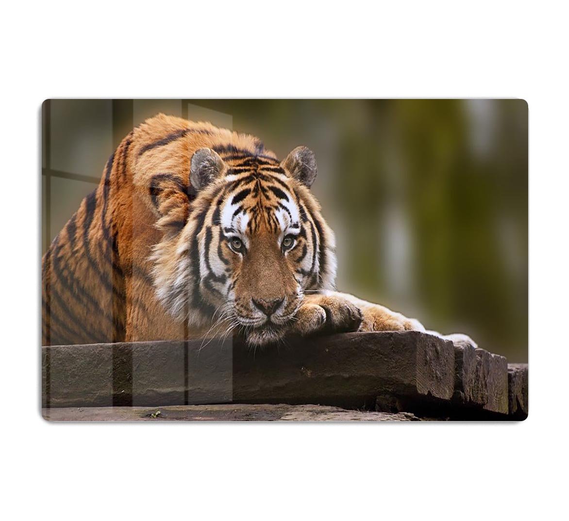 Stunning tiger relaxing HD Metal Print - Canvas Art Rocks - 1