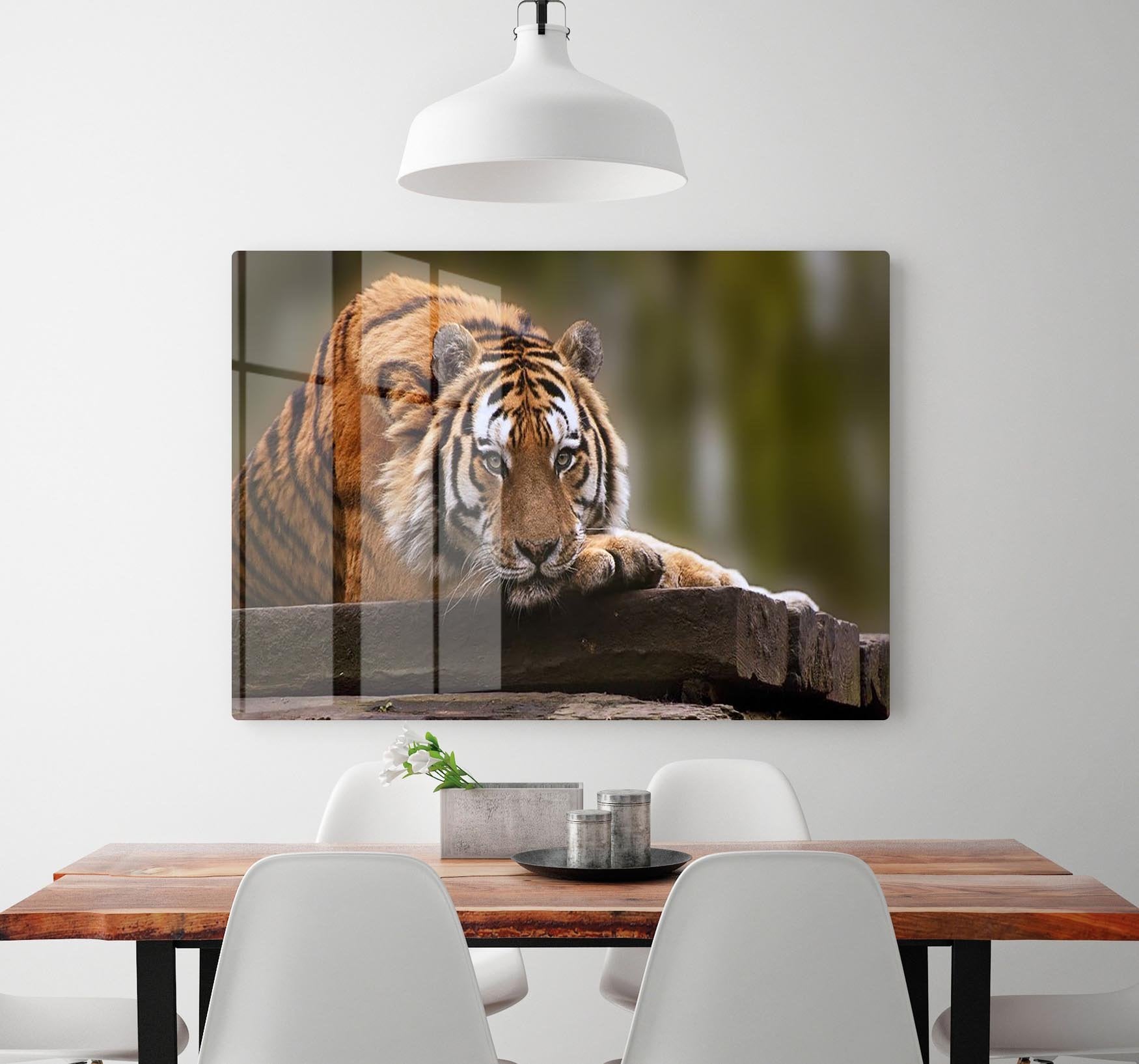 Stunning tiger relaxing HD Metal Print - Canvas Art Rocks - 2