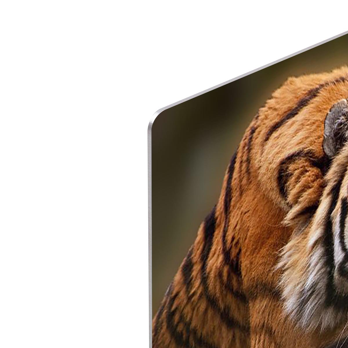 Stunning tiger relaxing HD Metal Print - Canvas Art Rocks - 4