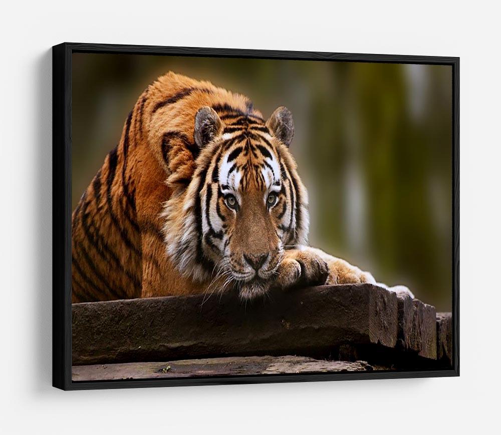Stunning tiger relaxing HD Metal Print - Canvas Art Rocks - 6
