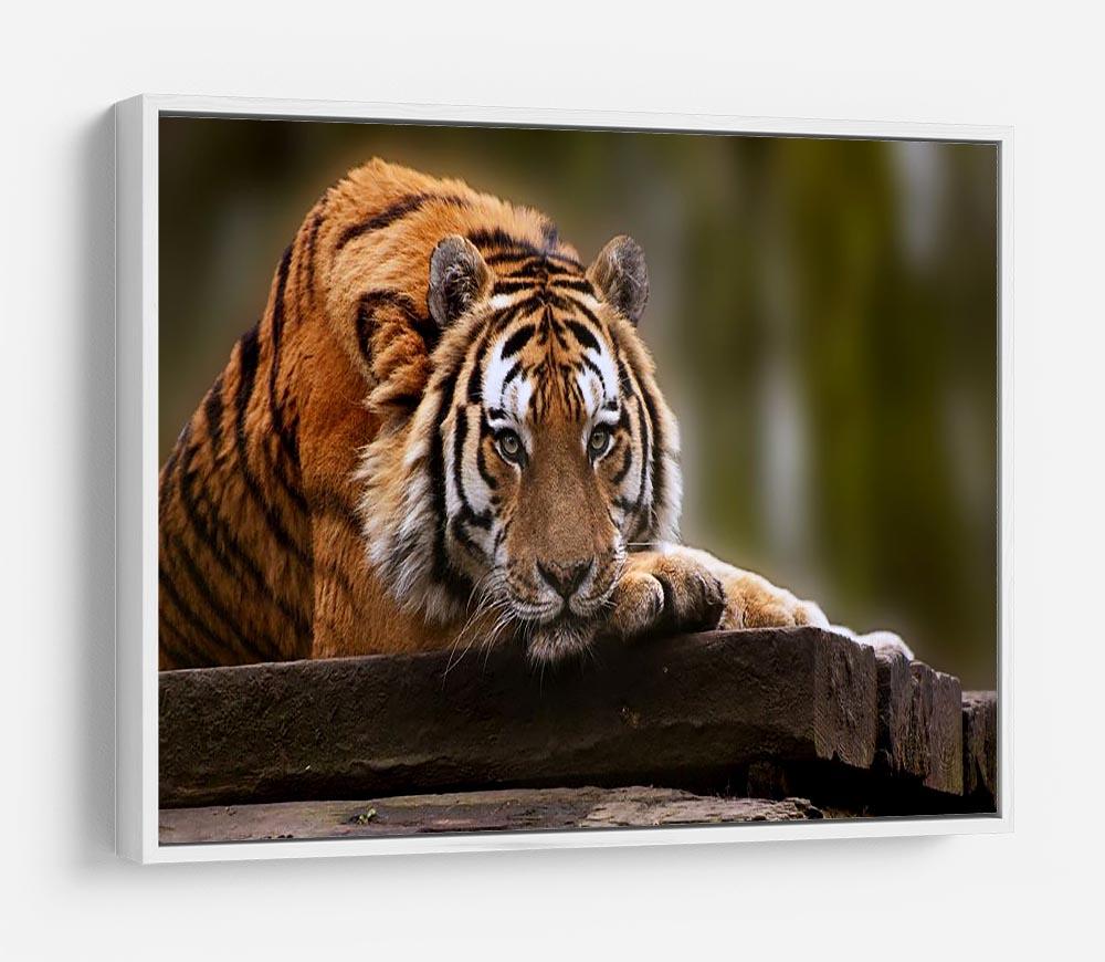 Stunning tiger relaxing HD Metal Print - Canvas Art Rocks - 7