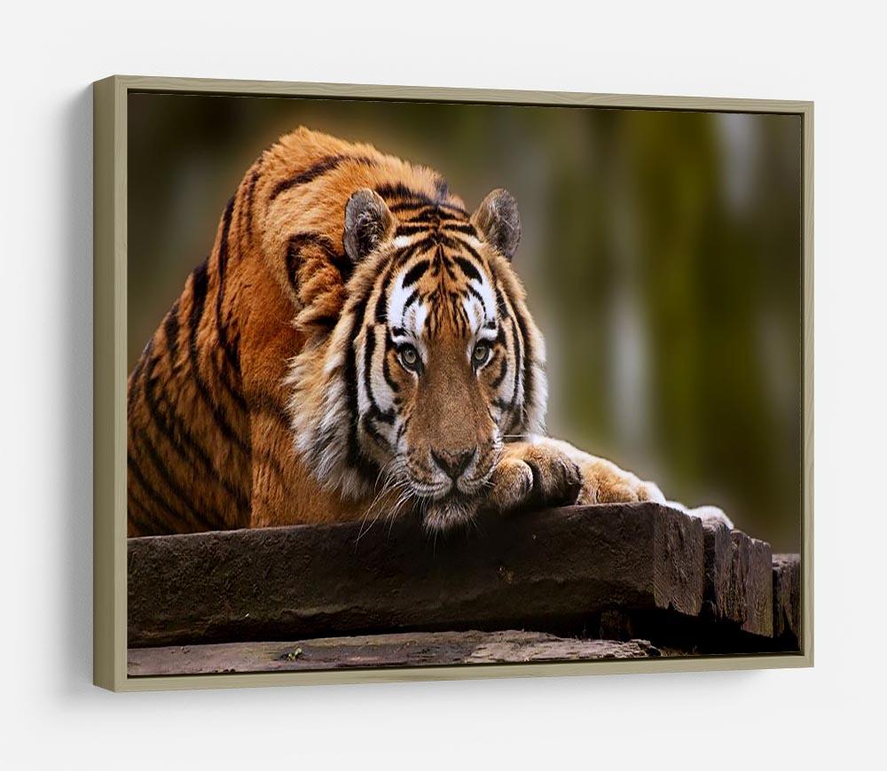 Stunning tiger relaxing HD Metal Print - Canvas Art Rocks - 8