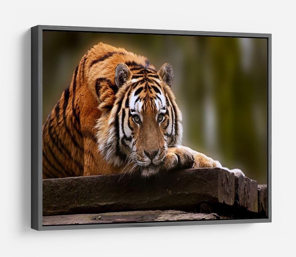 Stunning tiger relaxing HD Metal Print - Canvas Art Rocks - 9