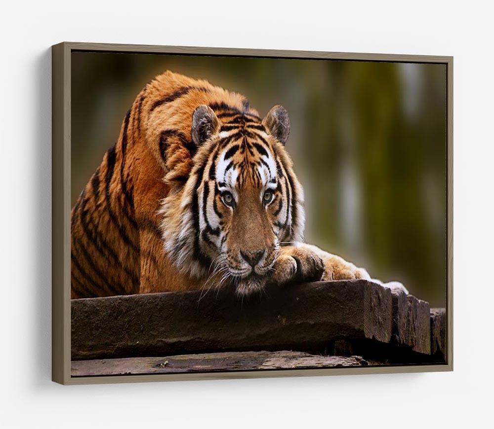 Stunning tiger relaxing HD Metal Print - Canvas Art Rocks - 10
