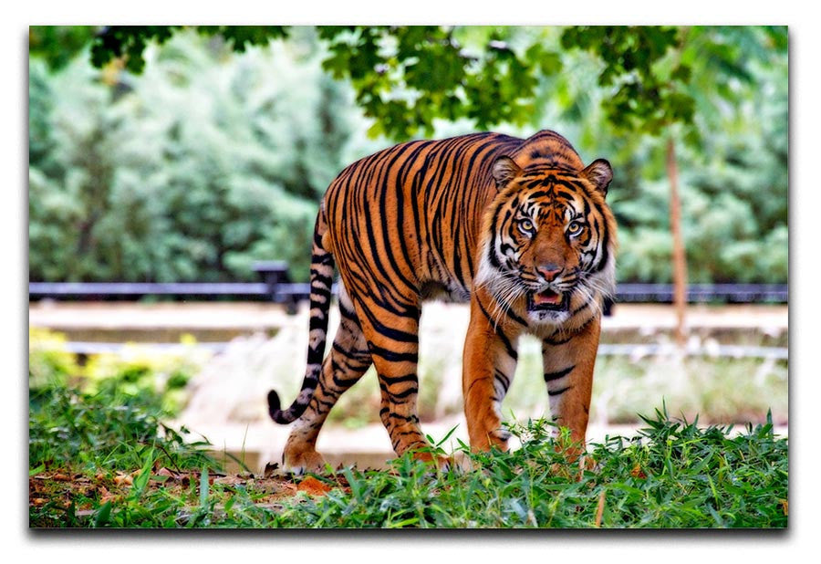 Sumatran Tiger Print - Canvas Art Rocks - 1