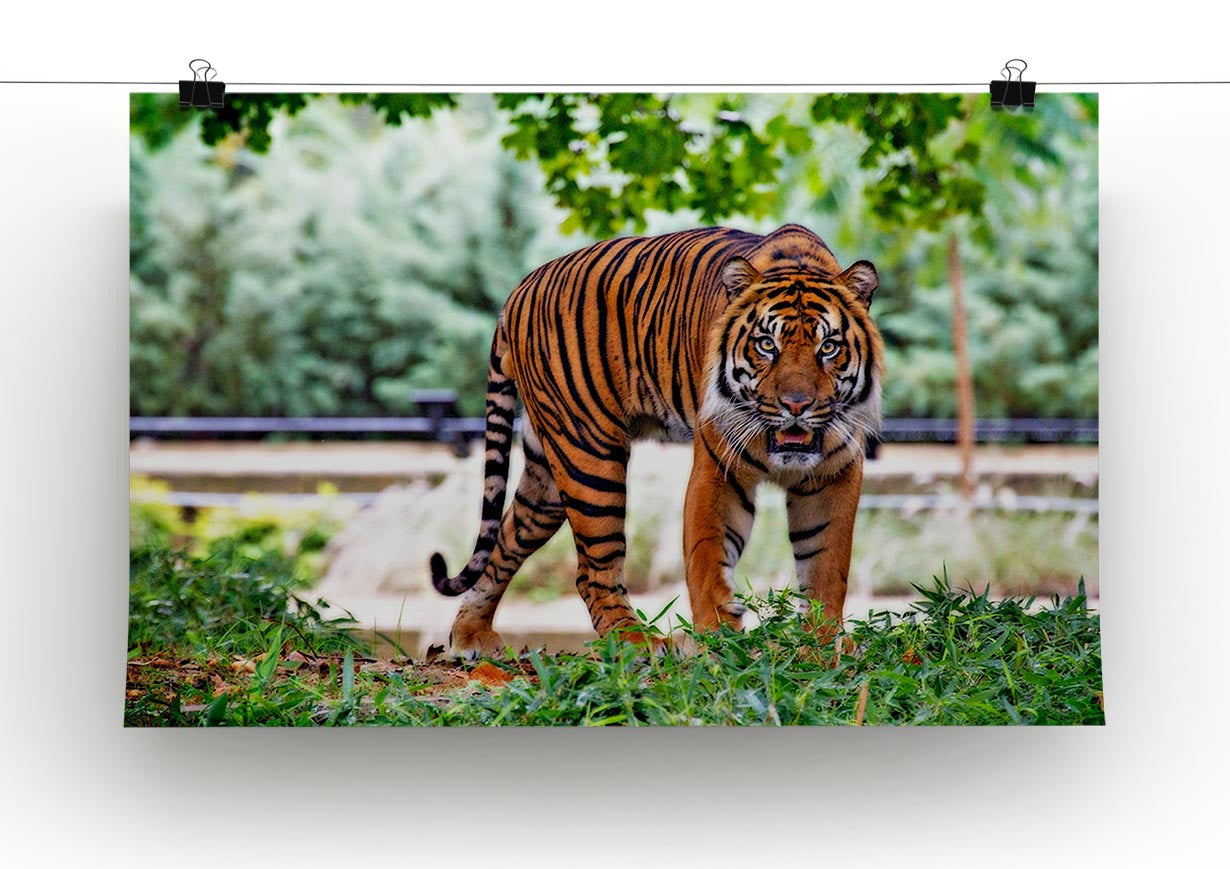 Sumatran Tiger Print - Canvas Art Rocks - 2