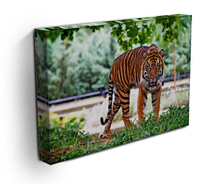 Sumatran Tiger Print - Canvas Art Rocks - 3