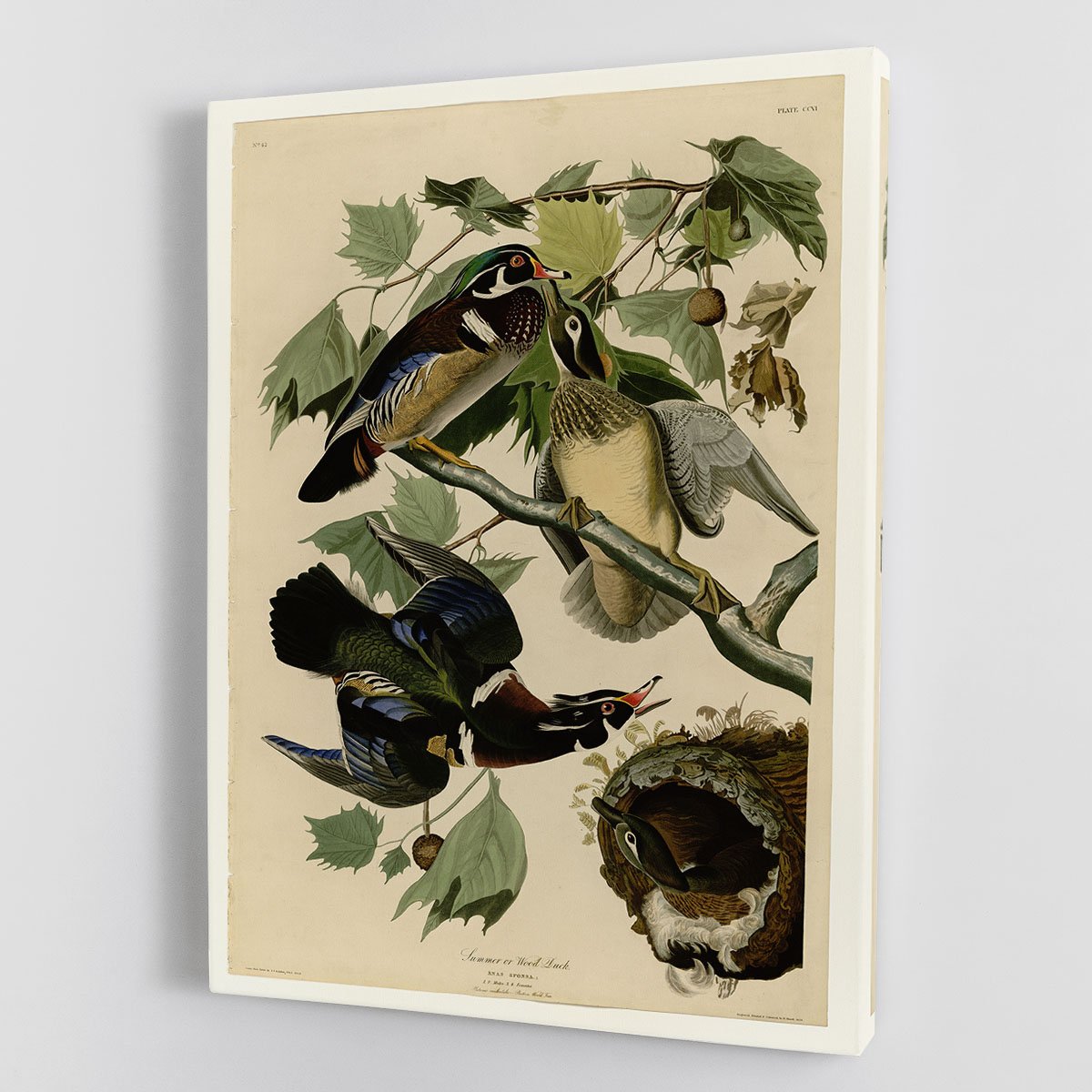 Summer Duck by Audubon Canvas Print or Poster