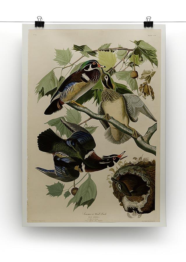 Summer Duck by Audubon Canvas Print or Poster - Canvas Art Rocks - 2