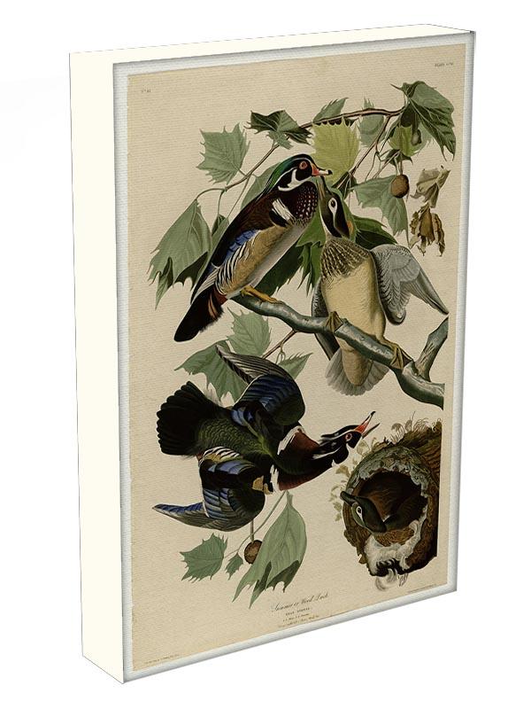 Summer Duck by Audubon Canvas Print or Poster - Canvas Art Rocks - 3