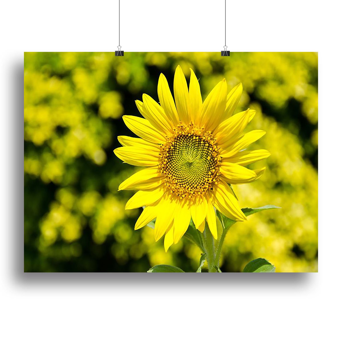 Sunflowers bloom in summer Canvas Print or Poster