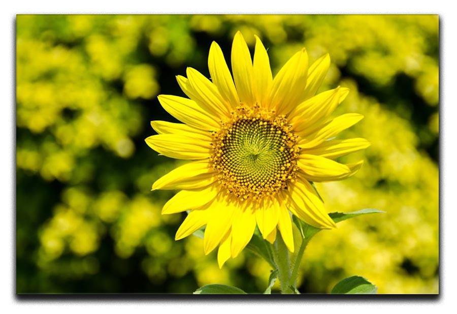 Sunflowers bloom in summer Canvas Print or Poster  - Canvas Art Rocks - 1