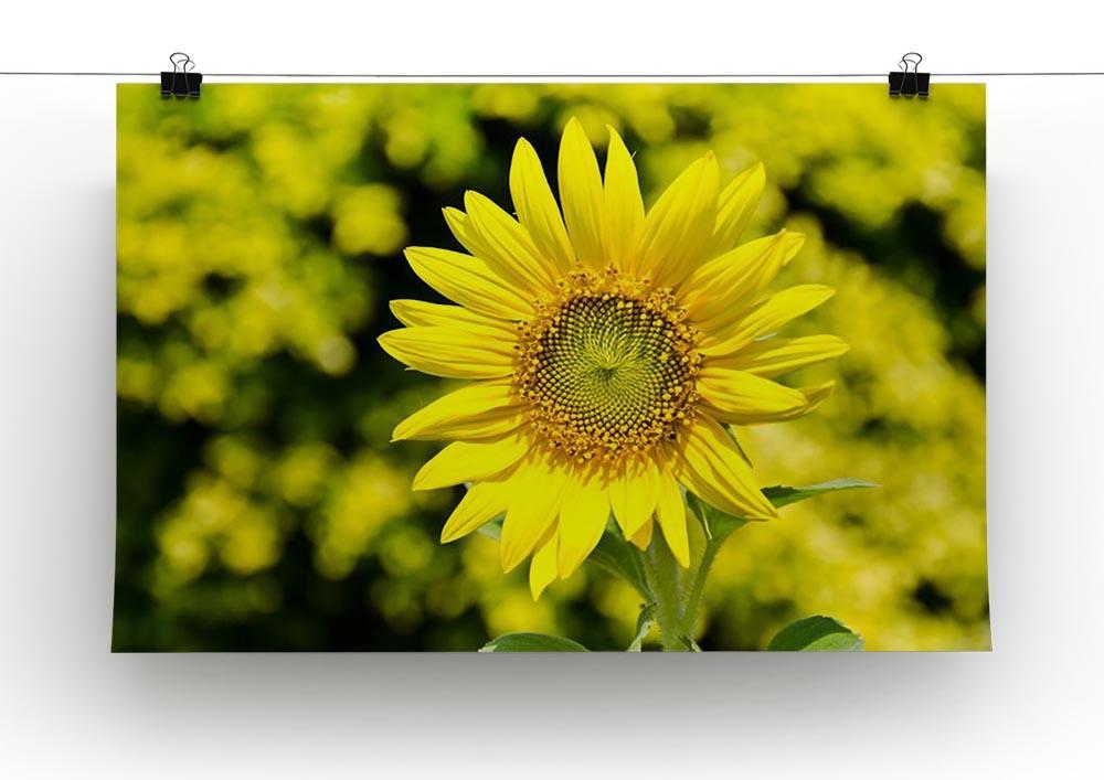 Sunflowers bloom in summer Canvas Print or Poster - Canvas Art Rocks - 2
