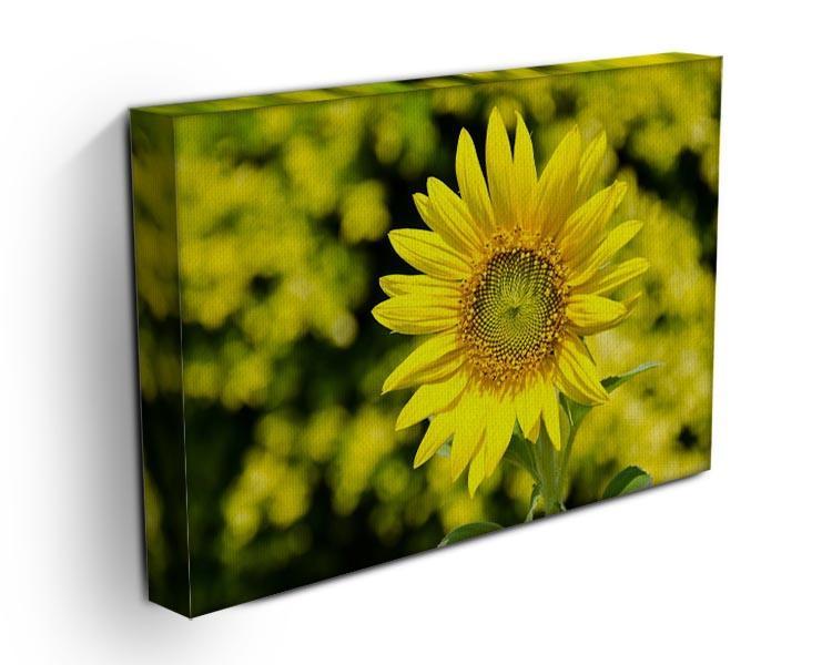 Sunflowers bloom in summer Canvas Print or Poster - Canvas Art Rocks - 3