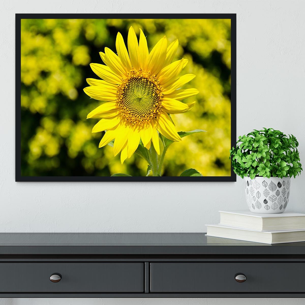 Sunflowers bloom in summer Framed Print - Canvas Art Rocks - 2