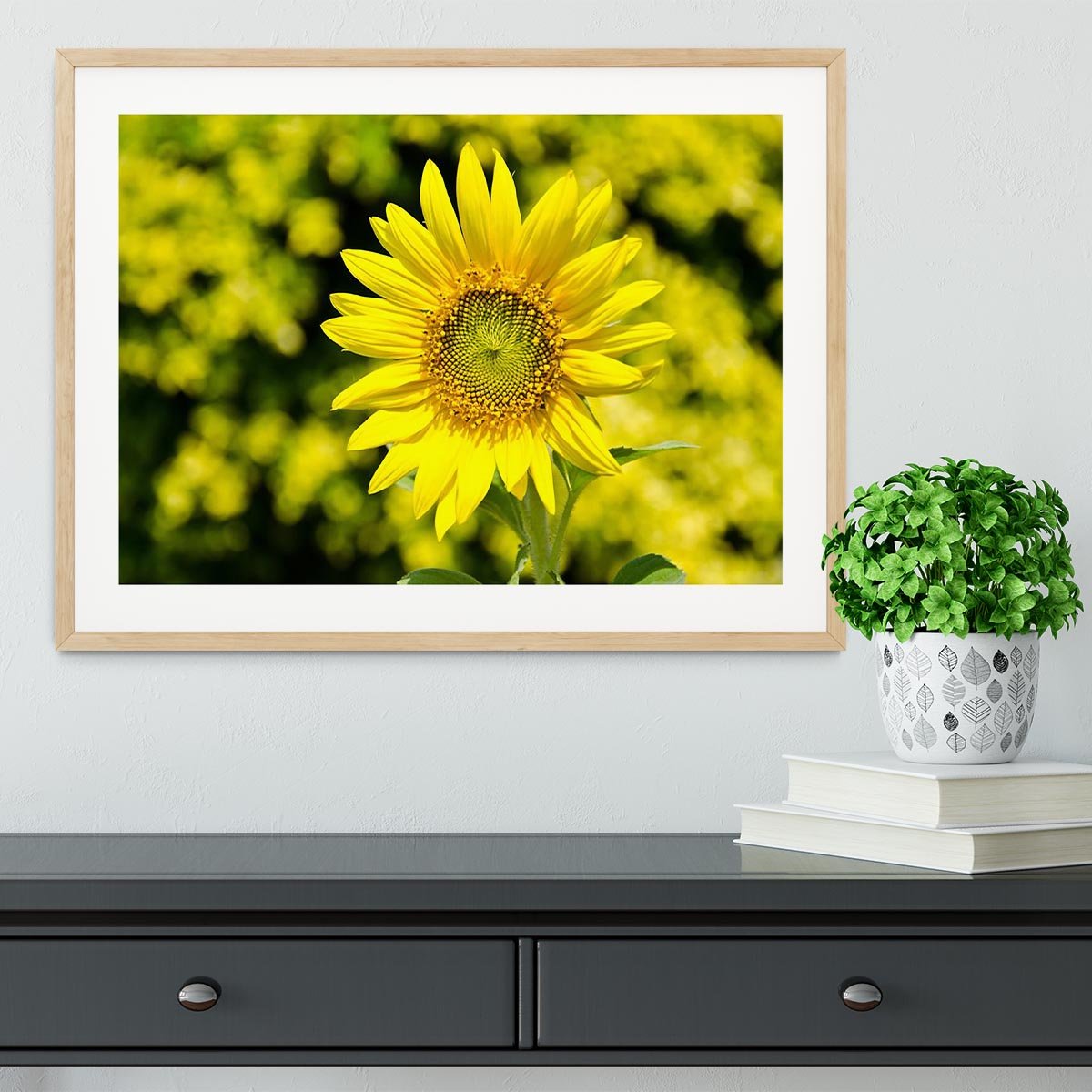 Sunflowers bloom in summer Framed Print - Canvas Art Rocks - 3