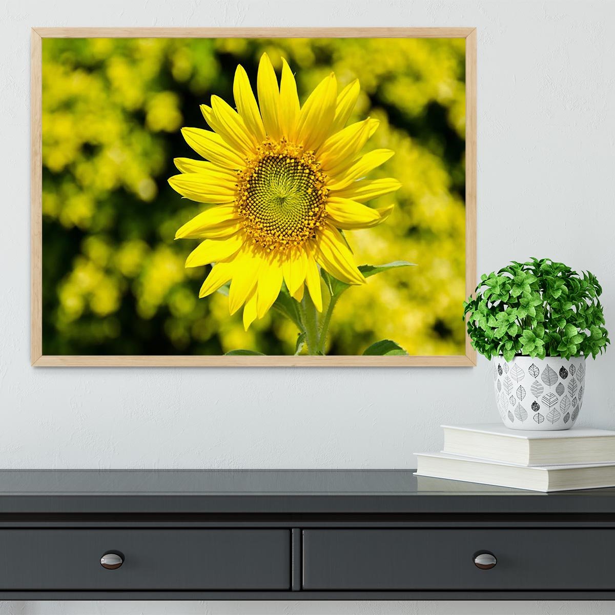 Sunflowers bloom in summer Framed Print - Canvas Art Rocks - 4