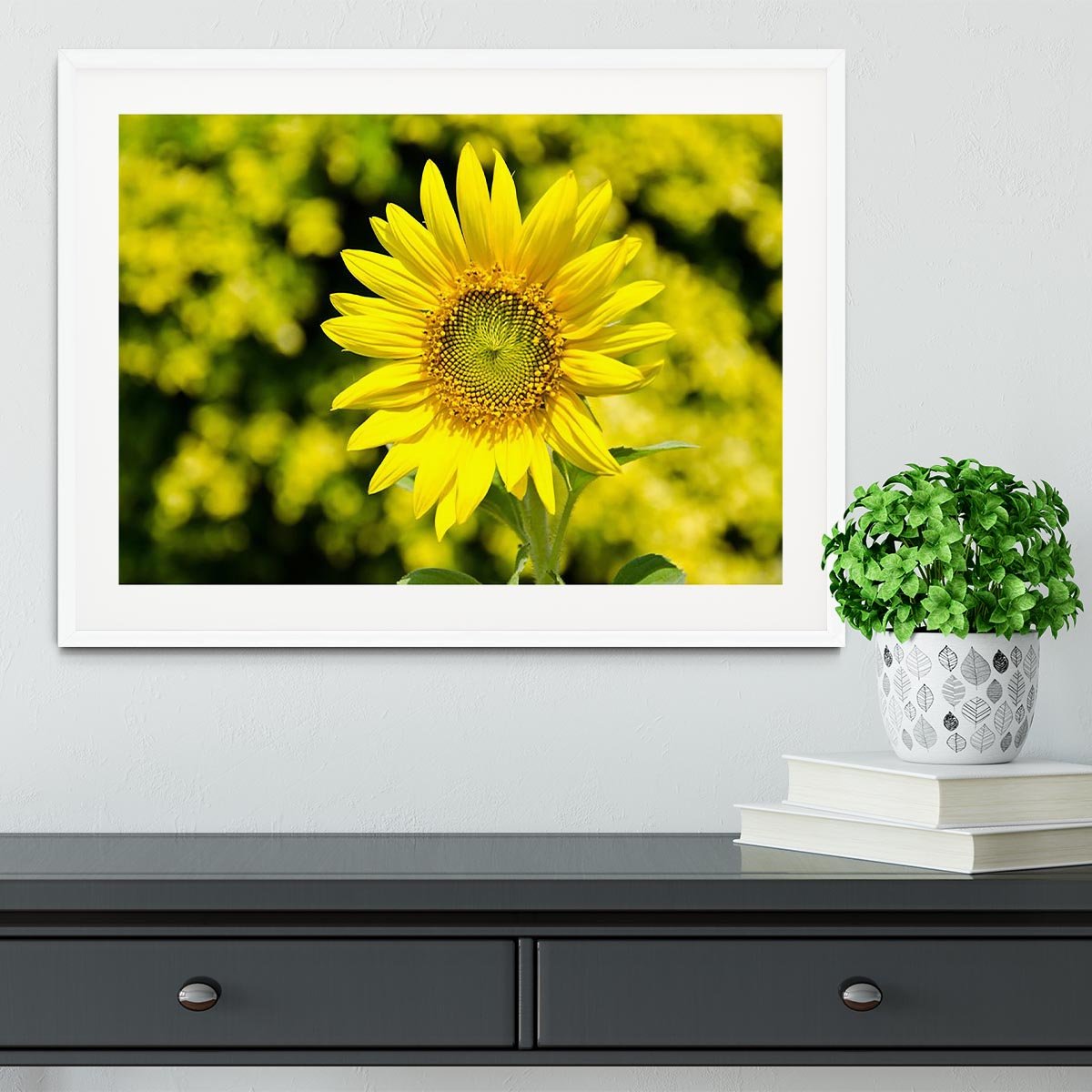 Sunflowers bloom in summer Framed Print - Canvas Art Rocks - 5