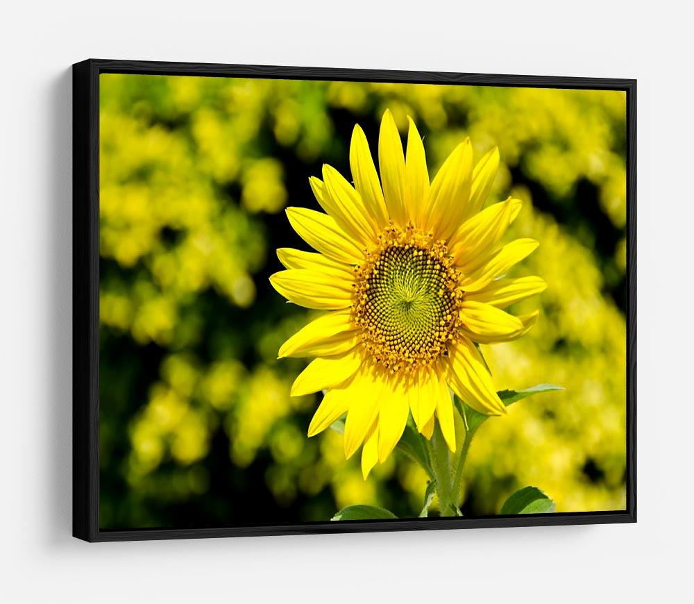 Sunflowers bloom in summer HD Metal Print