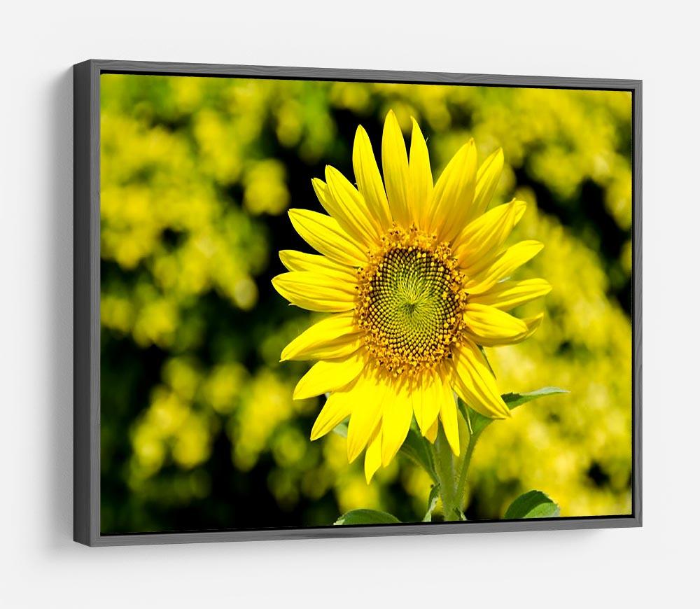 Sunflowers bloom in summer HD Metal Print