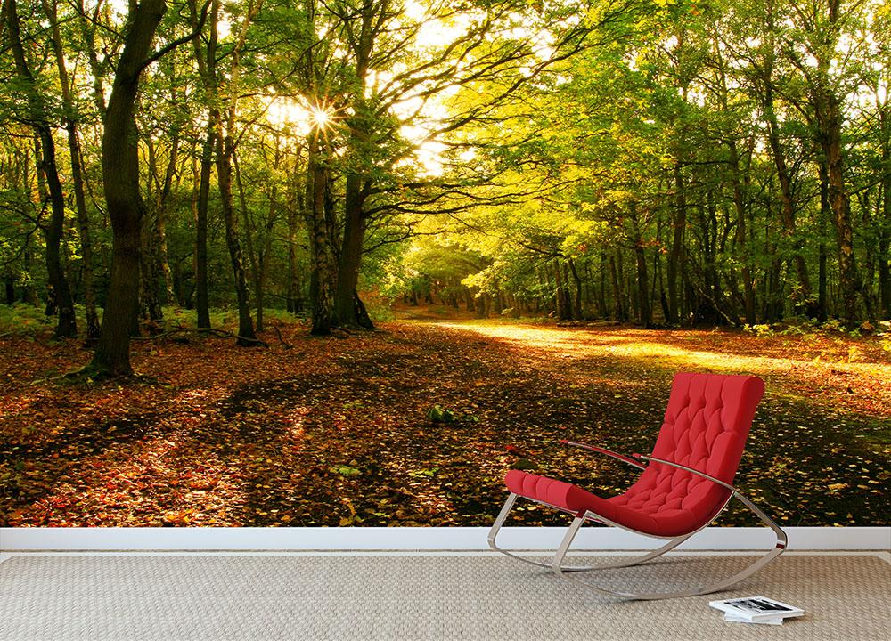 Sunlight through the autumn trees Wall Mural Wallpaper - Canvas Art Rocks - 2