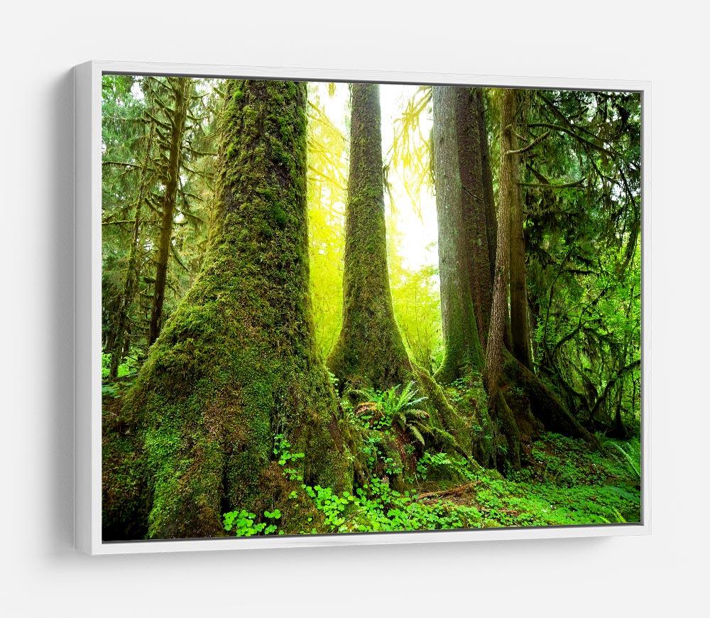 Sunny beams in forest HD Metal Print