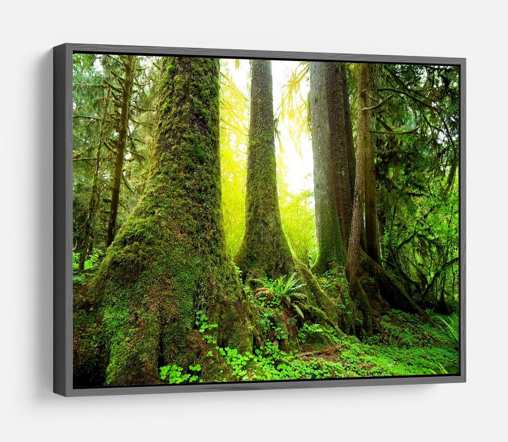 Sunny beams in forest HD Metal Print