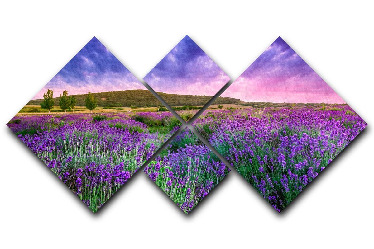 Sunset over a summer lavender field 4 Square Multi Panel Canvas  - Canvas Art Rocks - 1