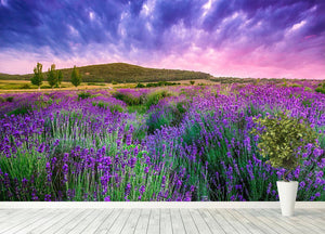 Sunset over a summer lavender field Wall Mural Wallpaper - Canvas Art Rocks - 4