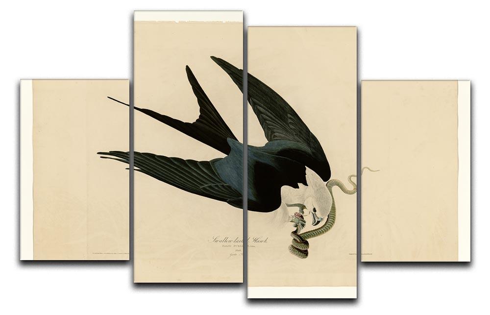 Swallow tailed Hawk by Audubon 4 Split Panel Canvas - Canvas Art Rocks - 1