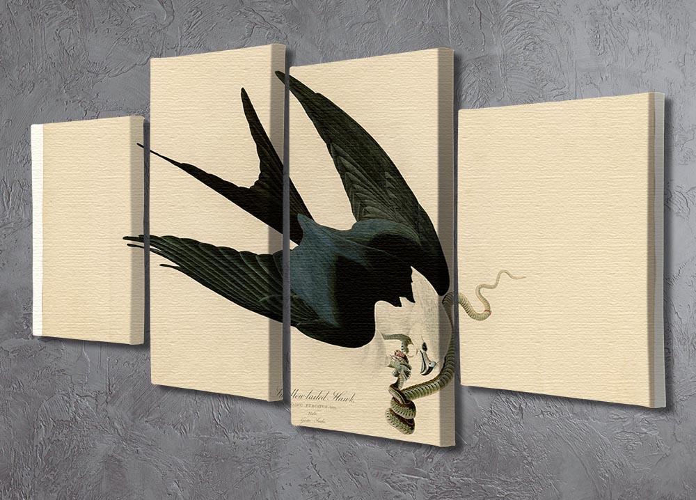 Swallow tailed Hawk by Audubon 4 Split Panel Canvas - Canvas Art Rocks - 2