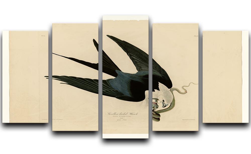 Swallow tailed Hawk by Audubon 5 Split Panel Canvas - Canvas Art Rocks - 1