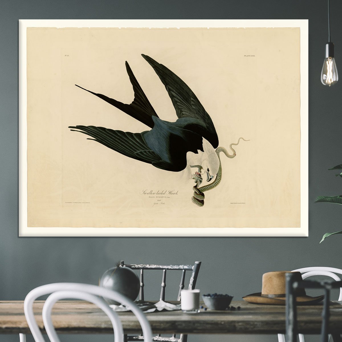 Swallow tailed Hawk by Audubon Canvas Print or Poster