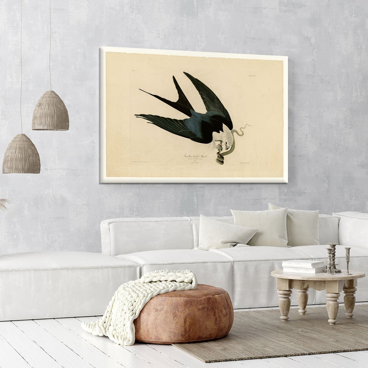 Swallow tailed Hawk by Audubon Canvas Print or Poster