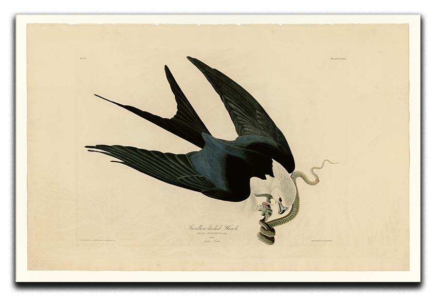 Swallow tailed Hawk by Audubon Canvas Print or Poster - Canvas Art Rocks - 1