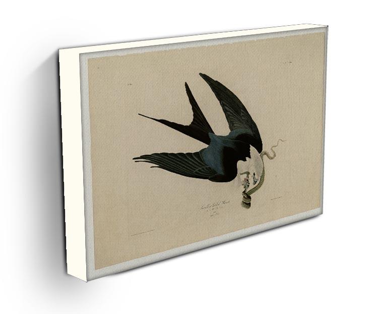 Swallow tailed Hawk by Audubon Canvas Print or Poster - Canvas Art Rocks - 3