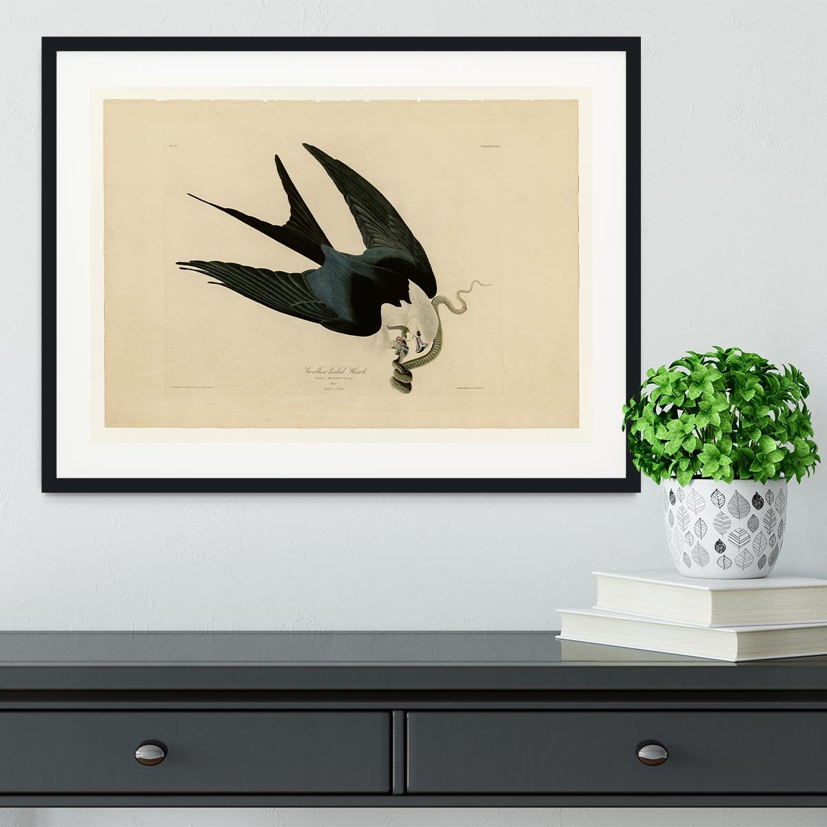 Swallow tailed Hawk by Audubon Framed Print - Canvas Art Rocks - 1