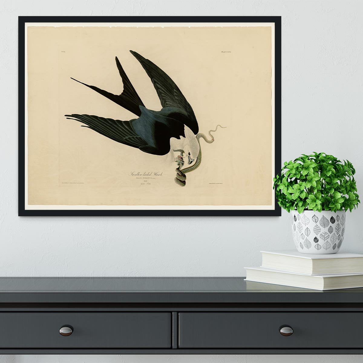 Swallow tailed Hawk by Audubon Framed Print - Canvas Art Rocks - 2