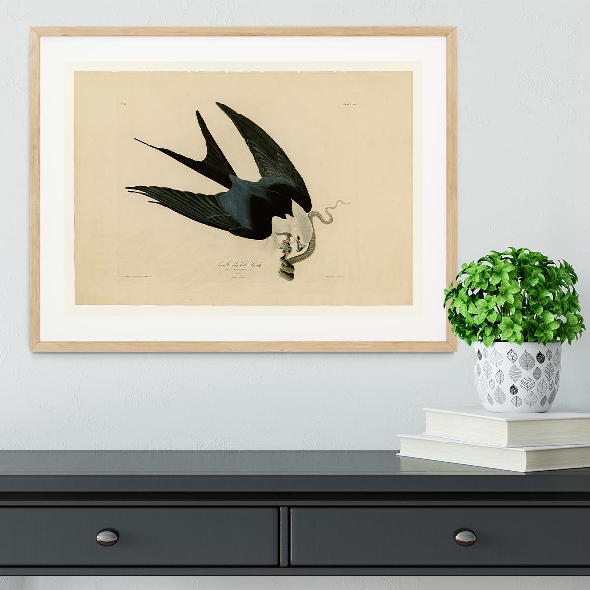 Swallow tailed Hawk by Audubon Framed Print - Canvas Art Rocks - 3