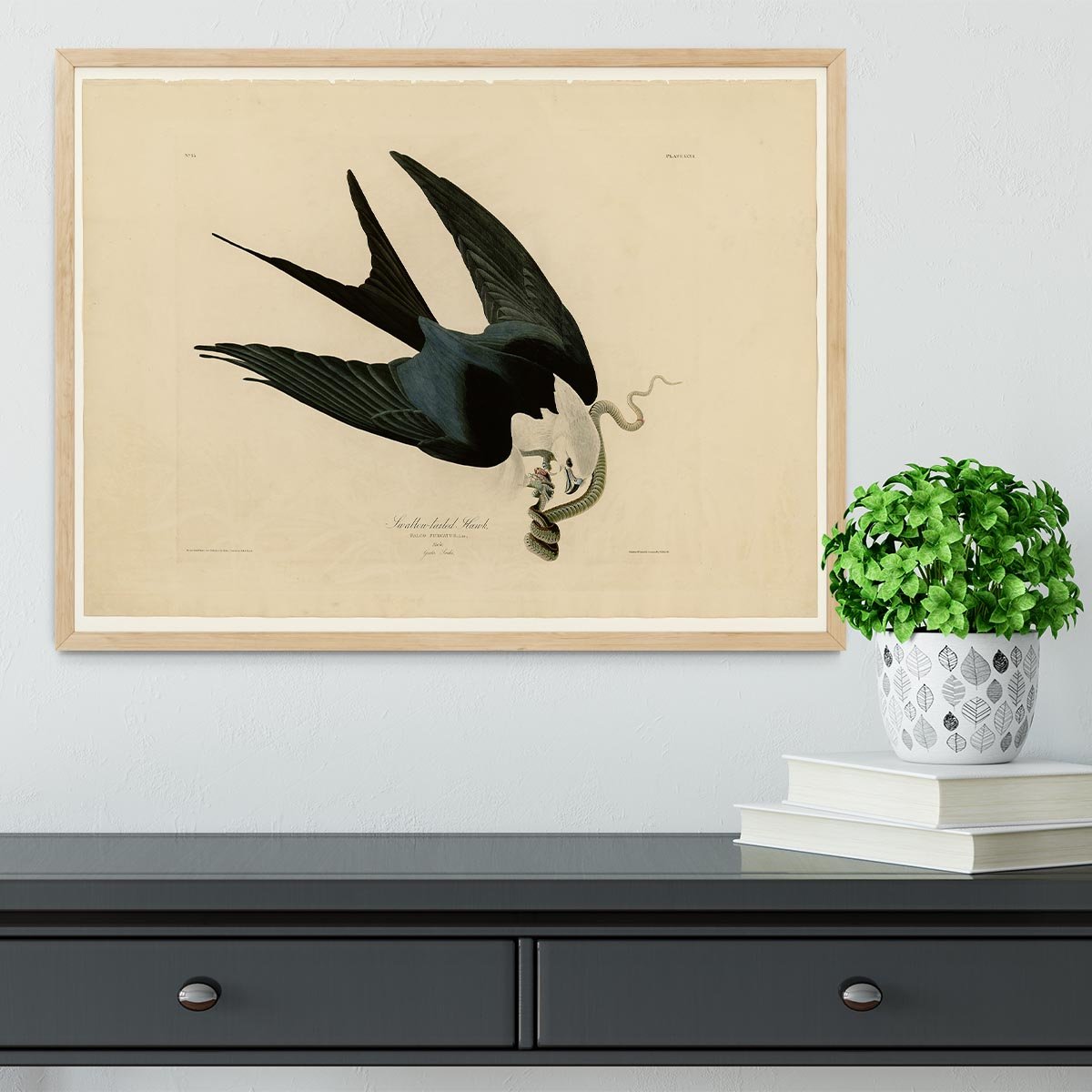 Swallow tailed Hawk by Audubon Framed Print - Canvas Art Rocks - 4