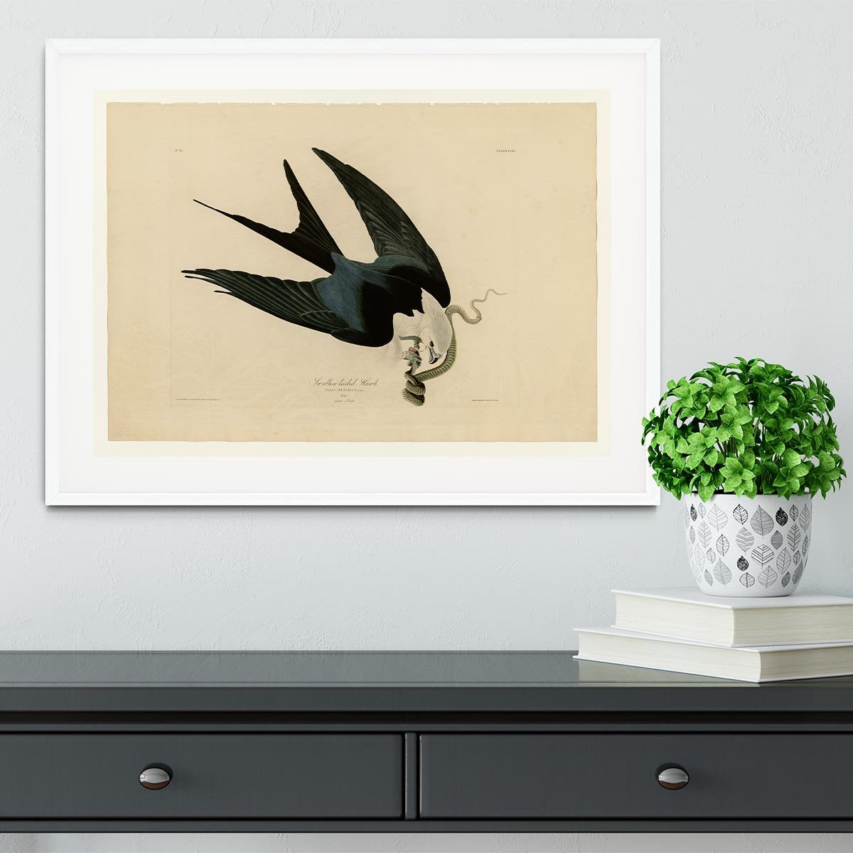 Swallow tailed Hawk by Audubon Framed Print - Canvas Art Rocks - 5