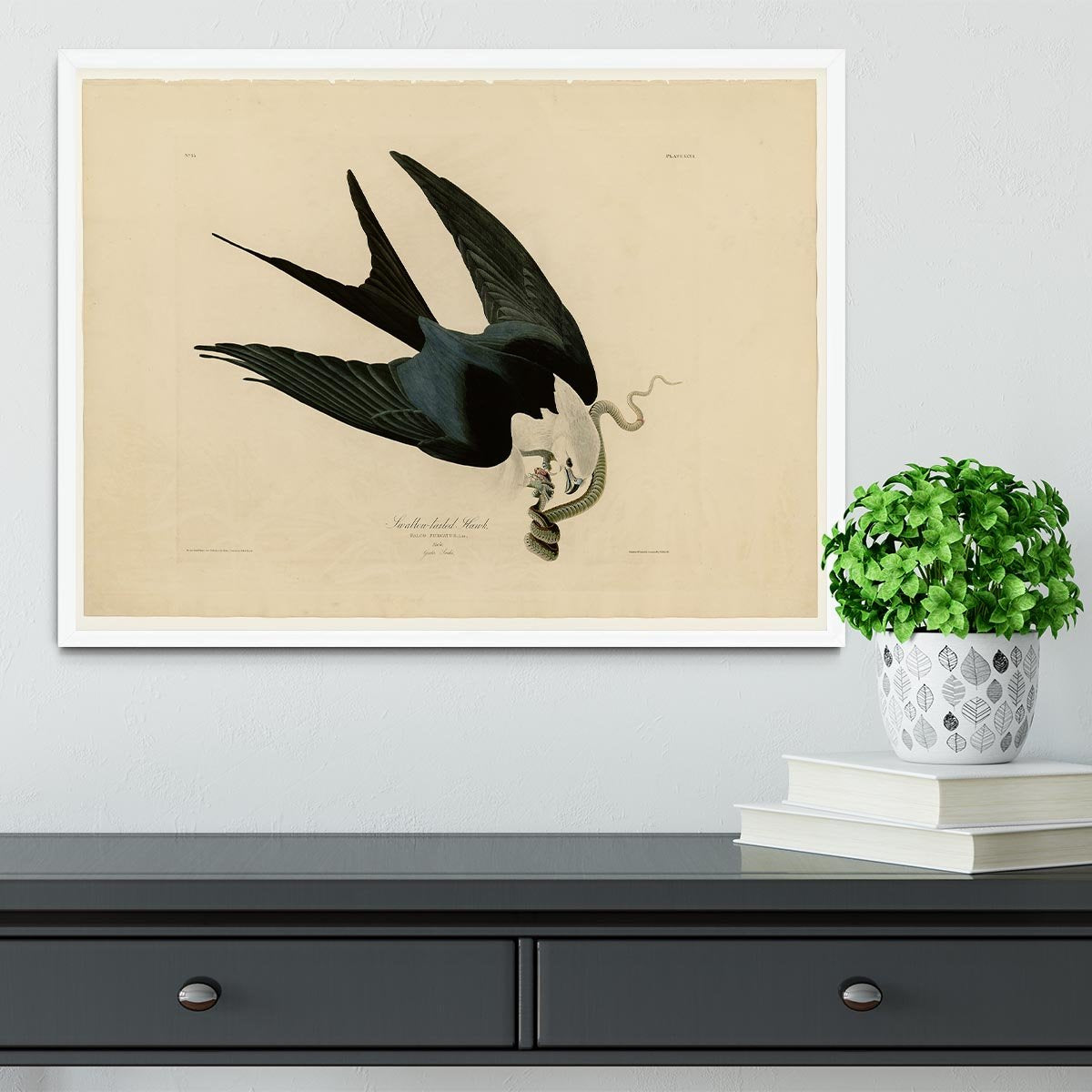Swallow tailed Hawk by Audubon Framed Print - Canvas Art Rocks -6