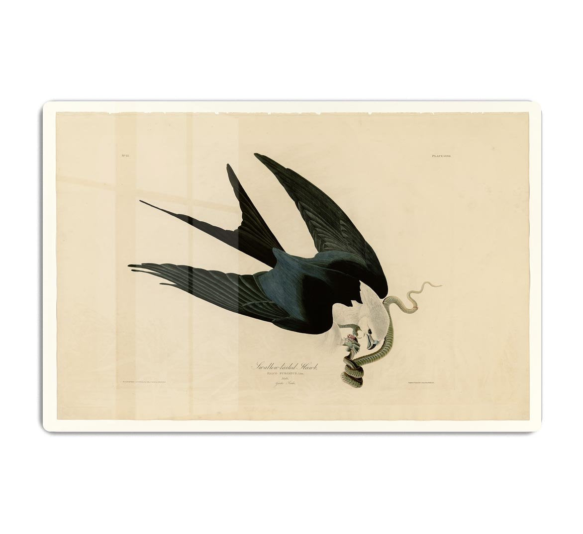 Swallow tailed Hawk by Audubon HD Metal Print - Canvas Art Rocks - 1
