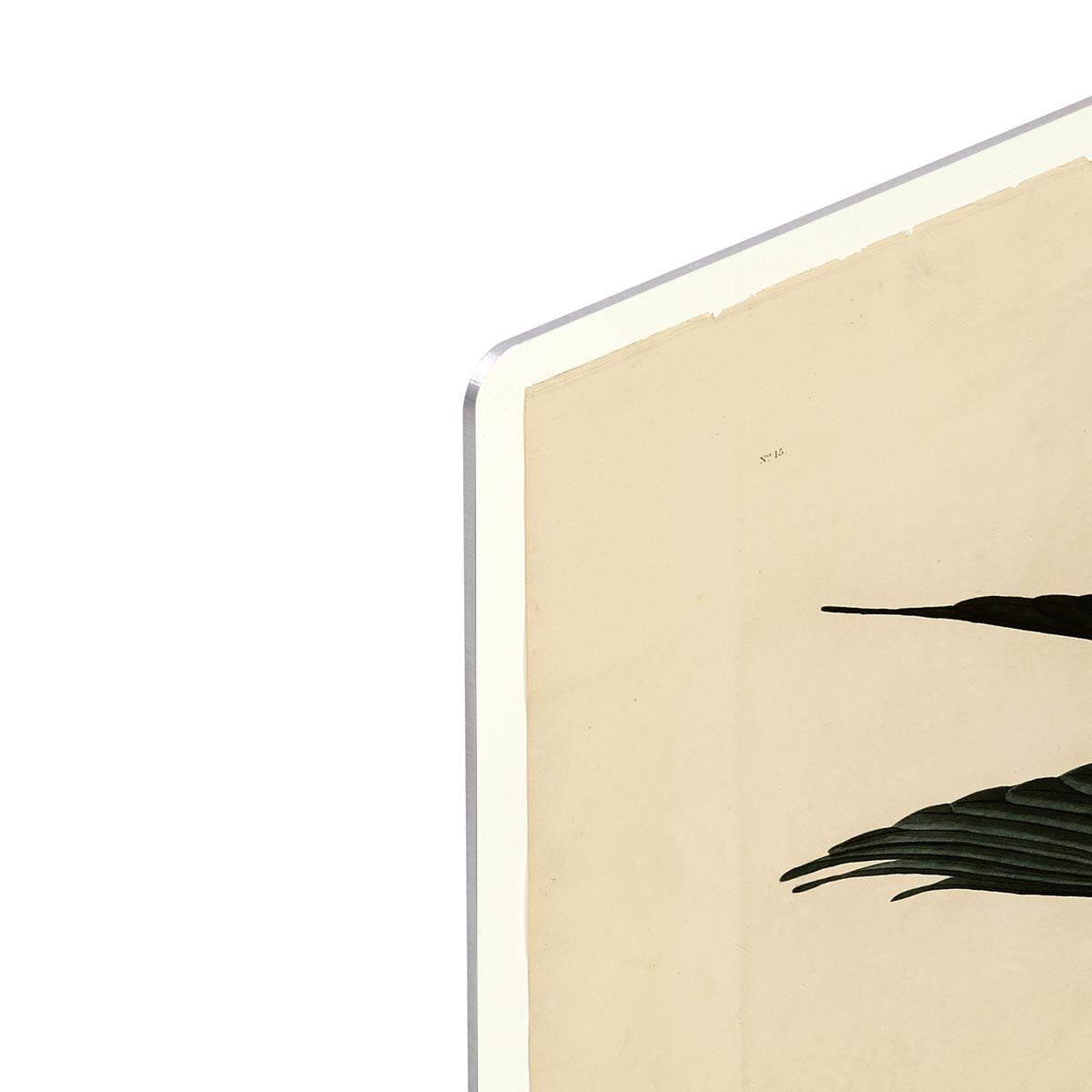 Swallow tailed Hawk by Audubon HD Metal Print - Canvas Art Rocks - 4